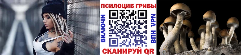 дарнет шоп  кракен tor  Галлюциногенные грибы Psilocybe  Володарск 